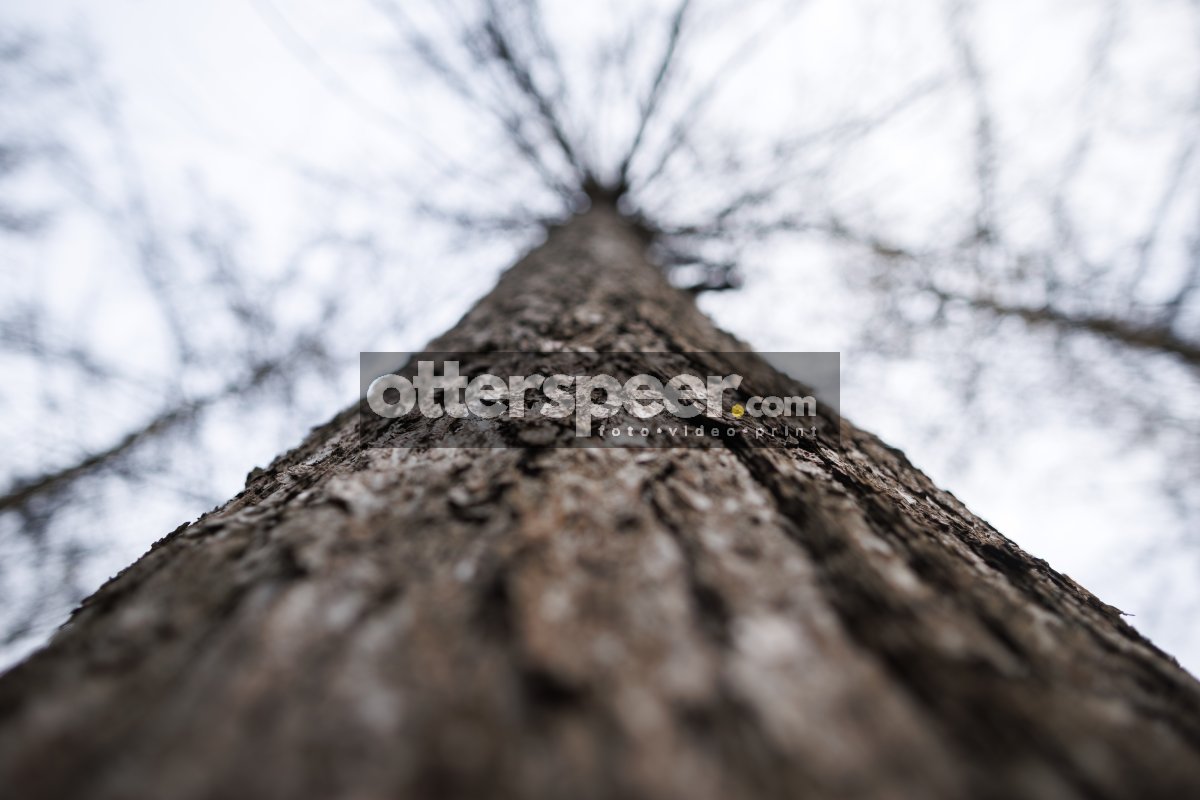 Boomstam detail tegen bewolkte lucht
