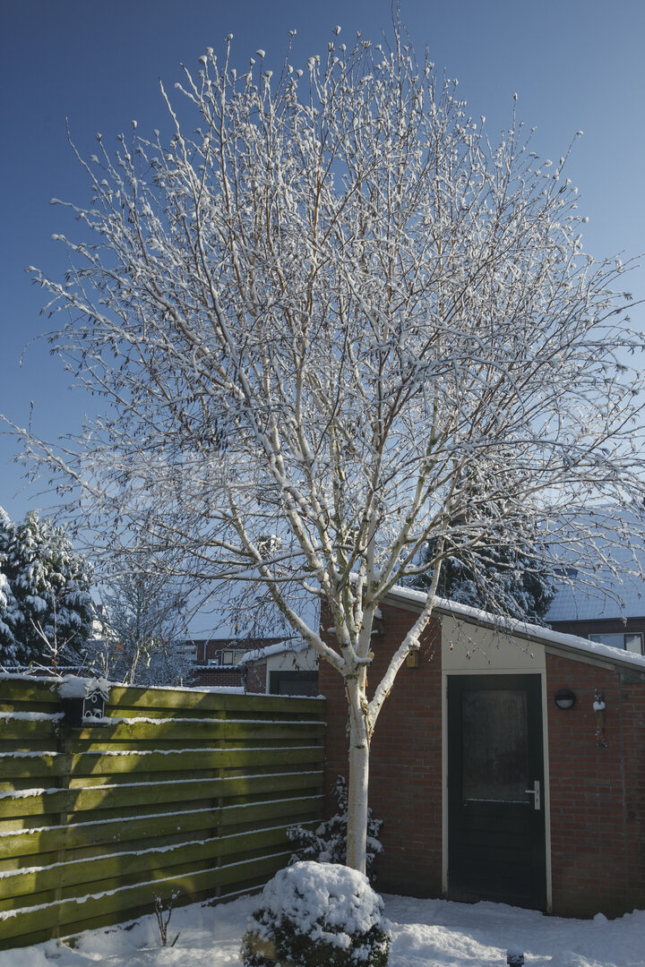 Sneeuwbedekte berk in Nederlandse achtertuin