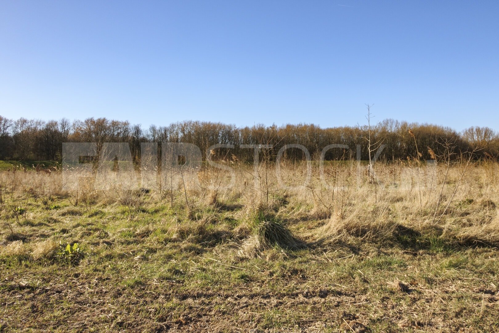 Open grassy field with scattered foliage against a clear blue sk