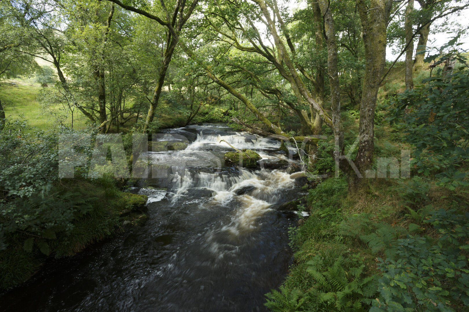 Stromende bosbeek door groen woud