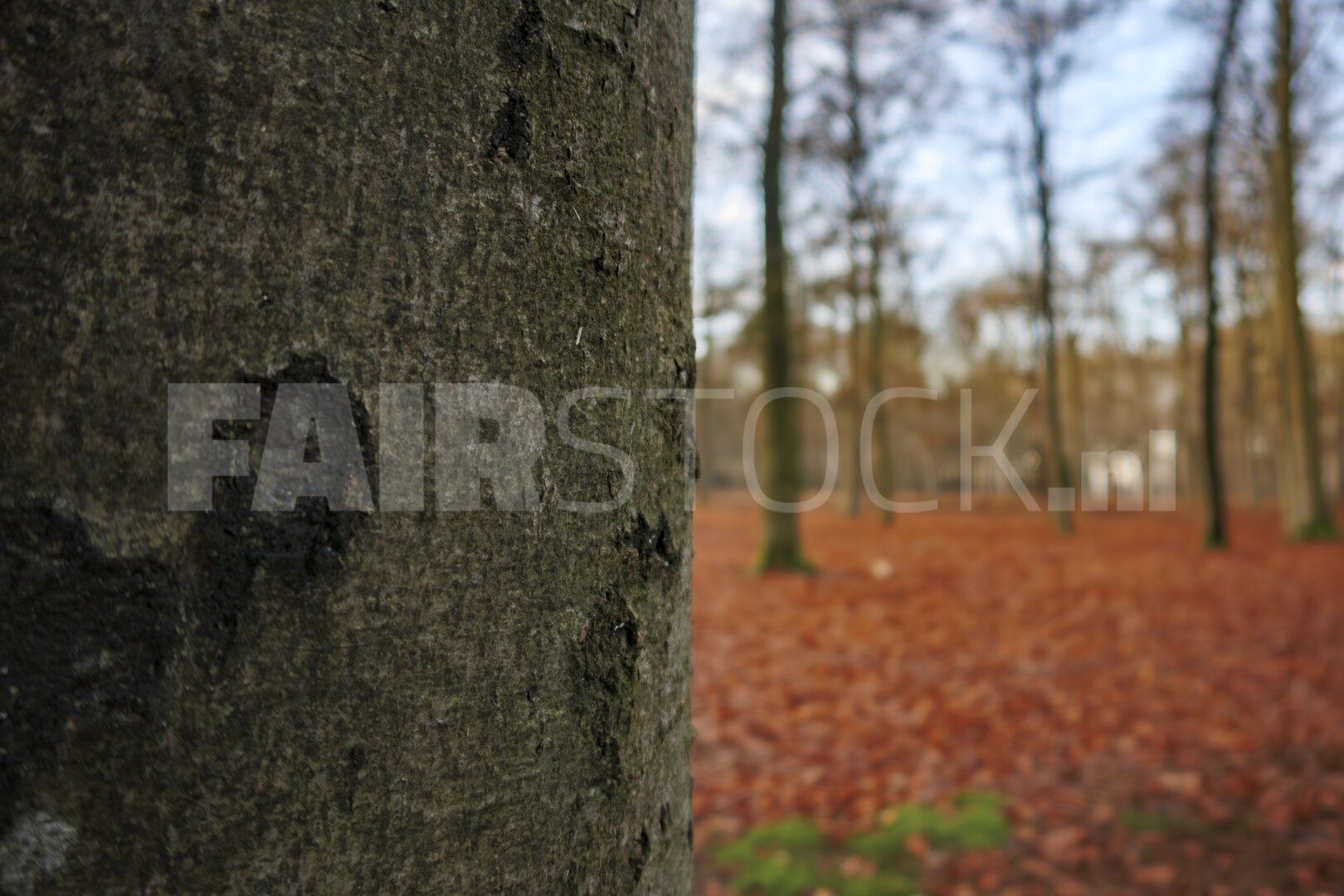 Herfst-winterovergang in een sereen boslandschap
