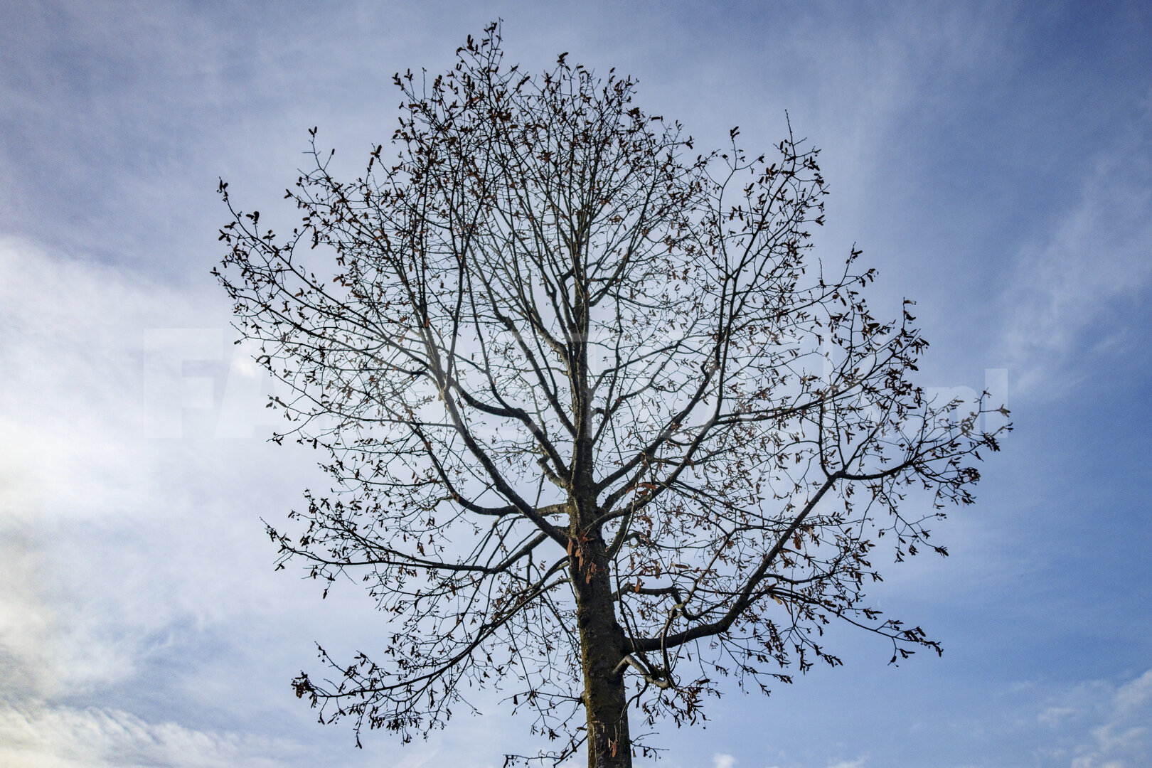Tall deciduous tree silhouetted against a clear blue sky on a br