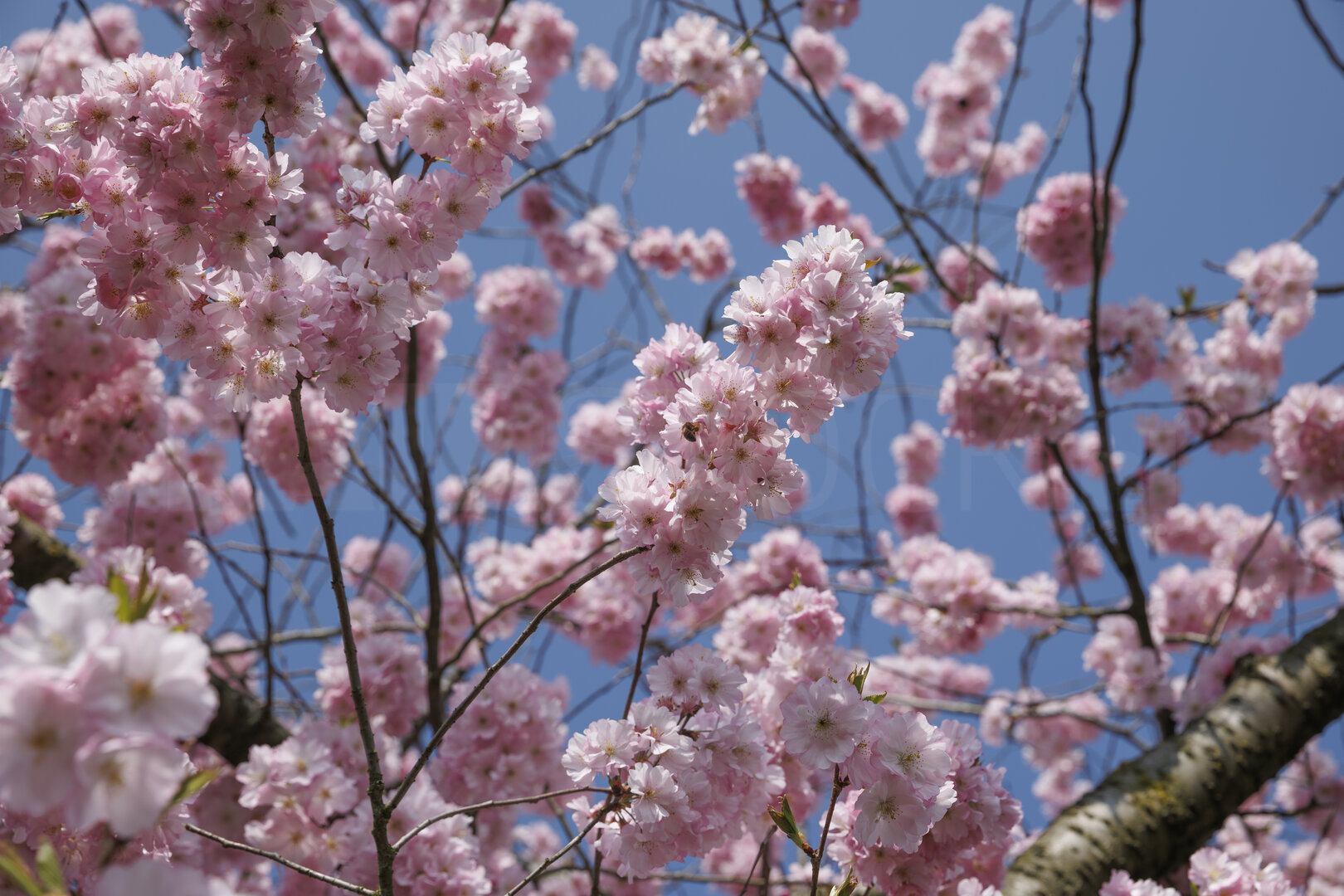 Roze kersenbloesem onder blauwe lucht