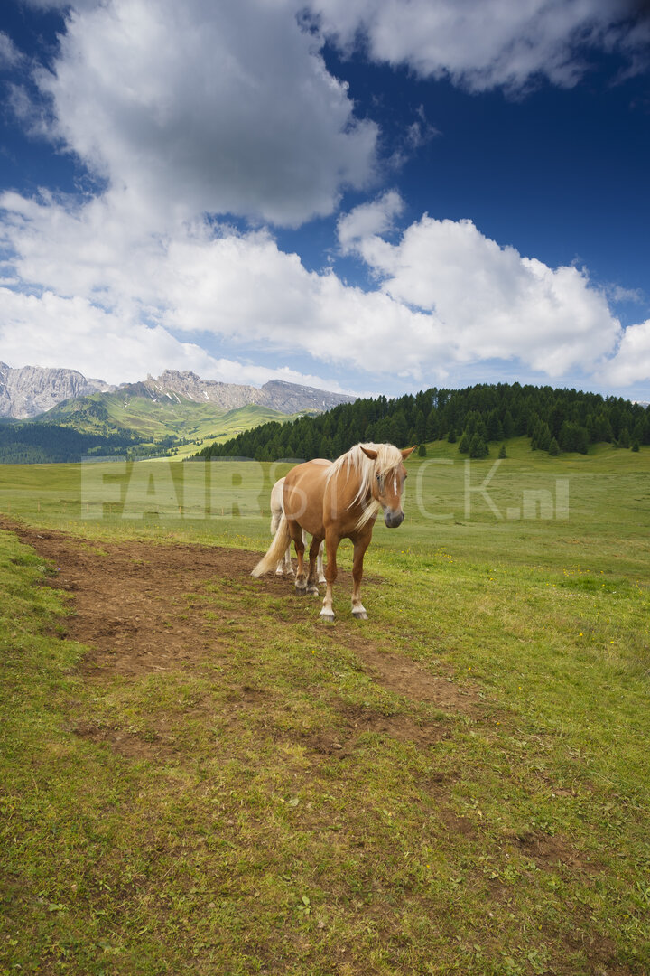 Majestueus paard in weelderige Dolomietenweiden