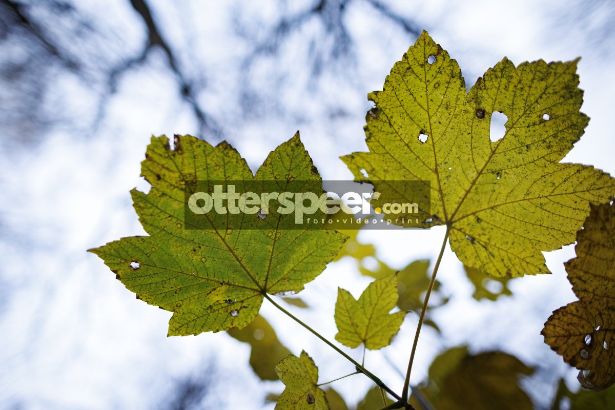 Groene bladeren tegen bewolkte hemel in Breda