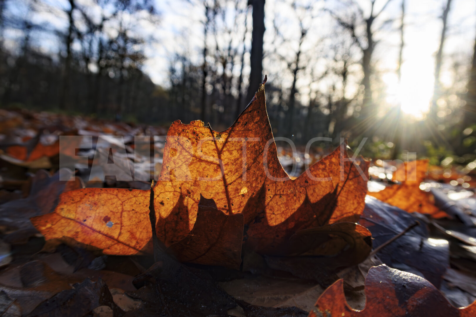 Herfst naar winter: zonlicht in het bos