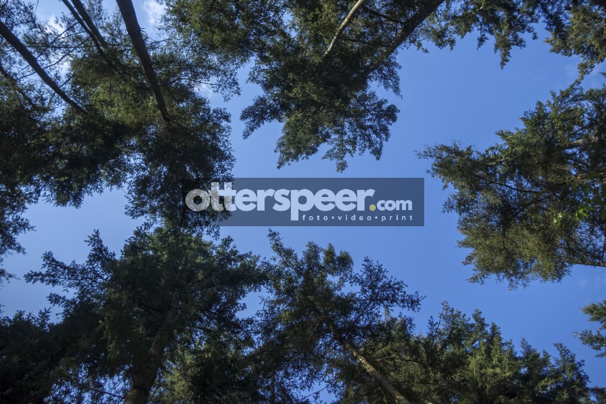 Tall trees reach towards a clear blue sky above in a tranquil fo