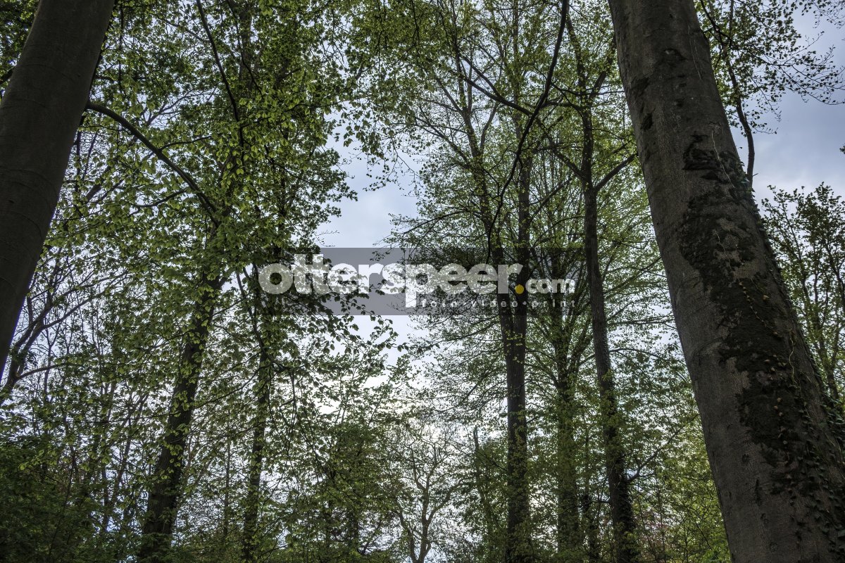Tall trees create a serene canopy in a lush forest under a cloud