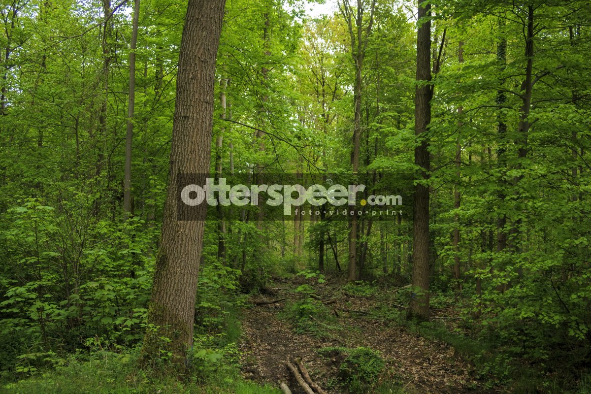 Lush green forest pathway lined with towering trees and vibrant