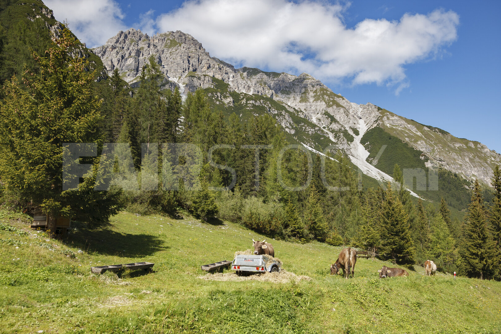 Koeien op bergweide in de Alpen