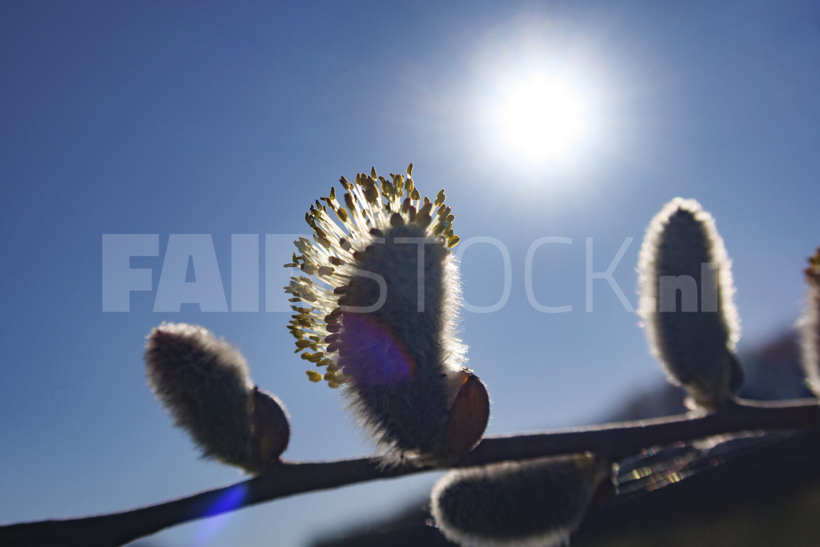 Delicate spring blossoms illuminated by the sun against a clear