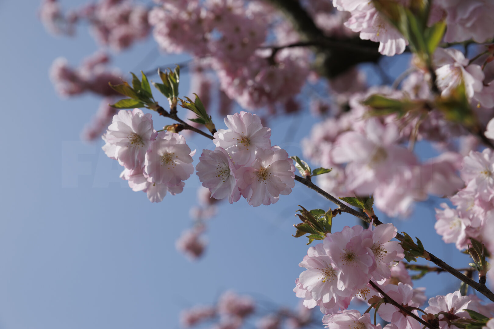 Kersenbloesem in volle bloei tegen blauwe lucht