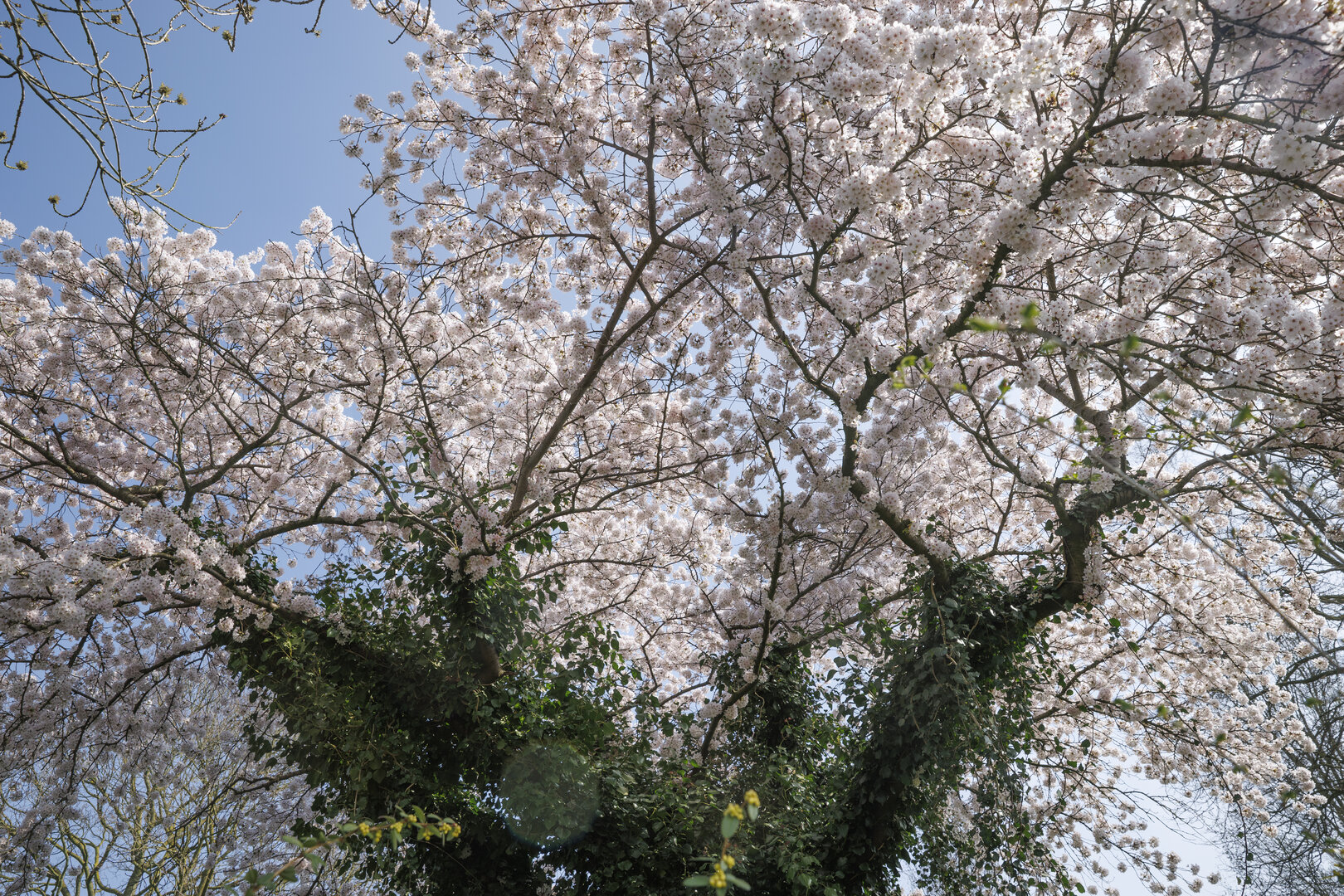 Kersenbloesem in volle bloei onder blauwe lucht in Zevenbergen