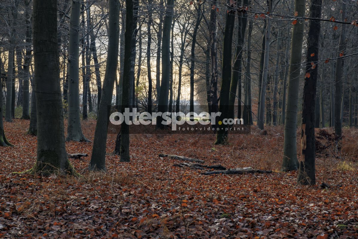 Herfst-winter overgang in sereen bos