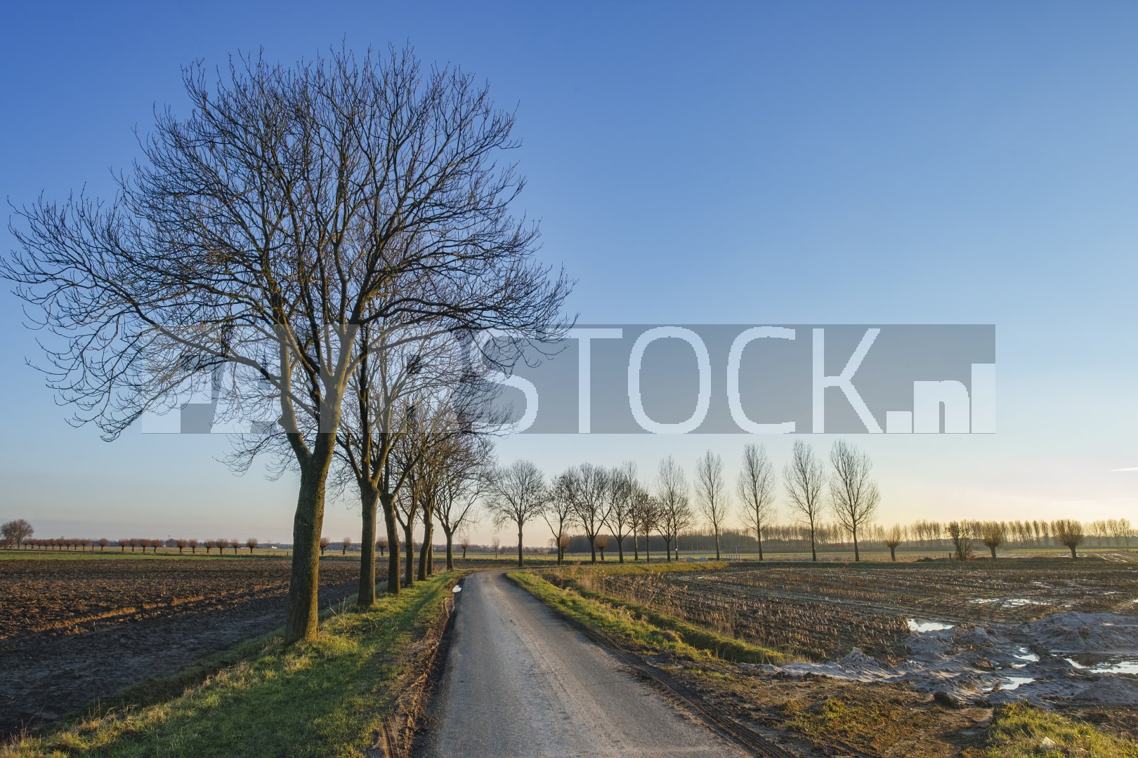 Rustige landweg met kale bomen bij zonsondergang