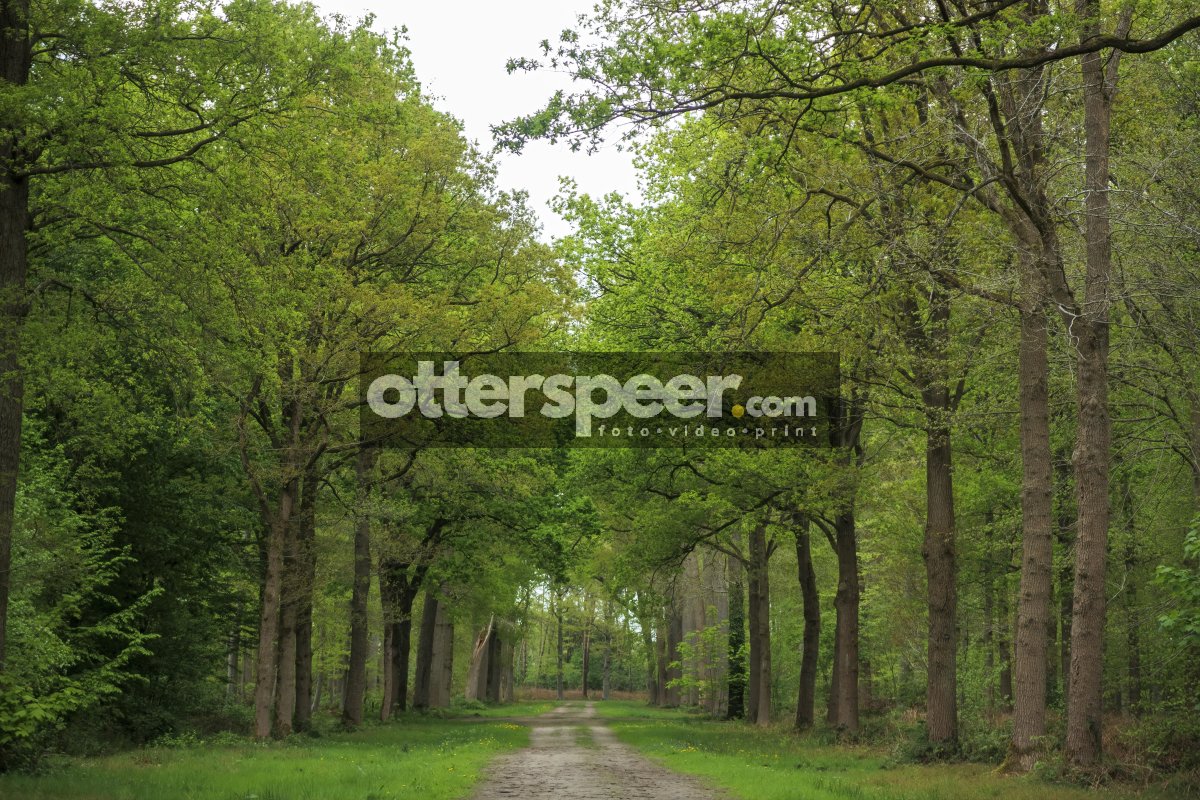Lush green forest path winding through tall trees in springtime,