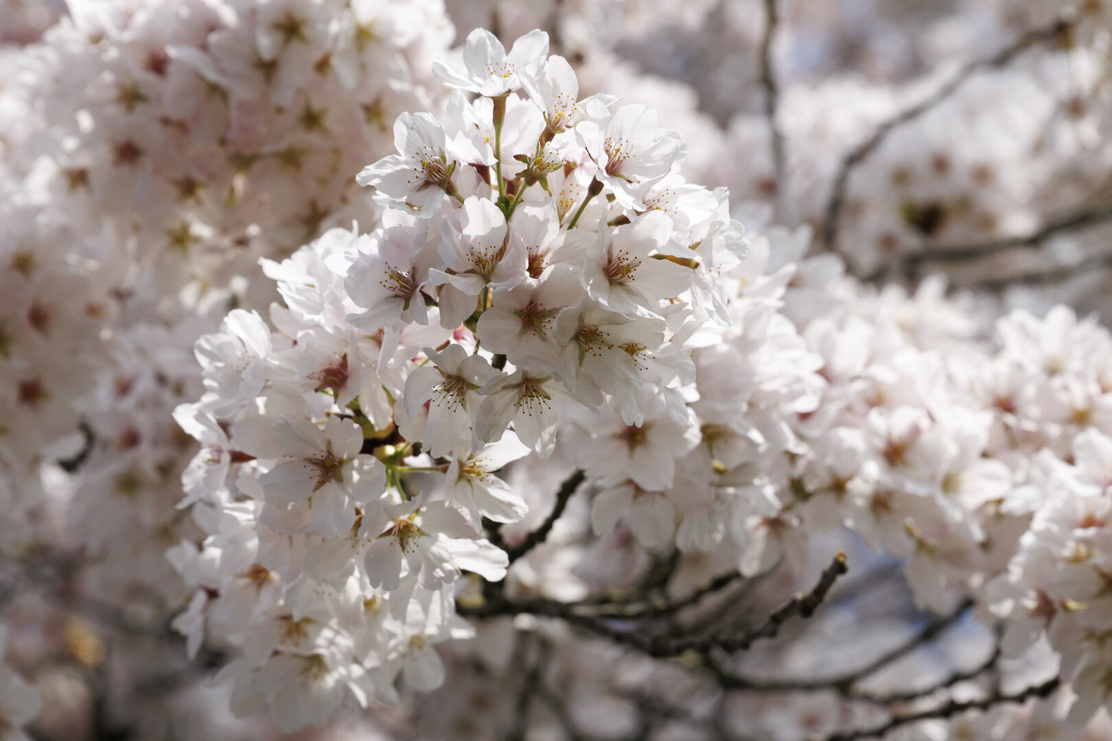 Witte kersenbloesem in bloei