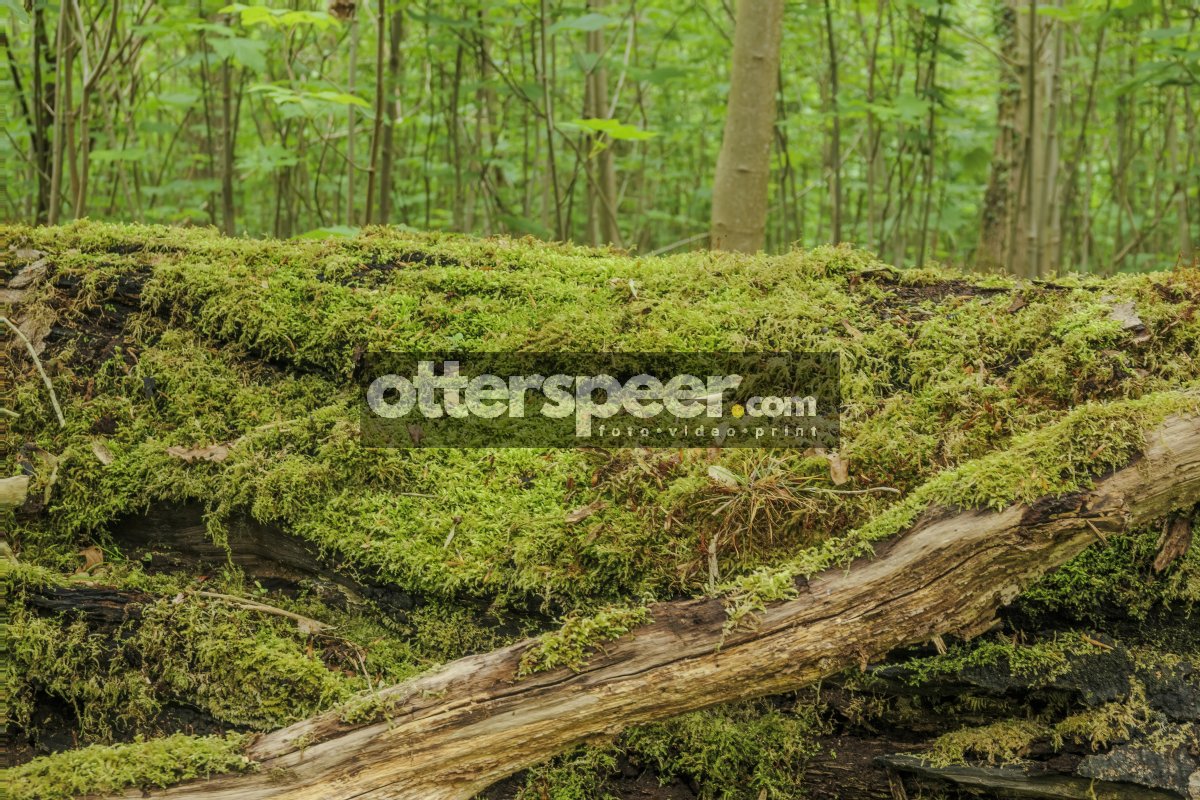 Moss-covered logs create a tranquil atmosphere in a lush green f
