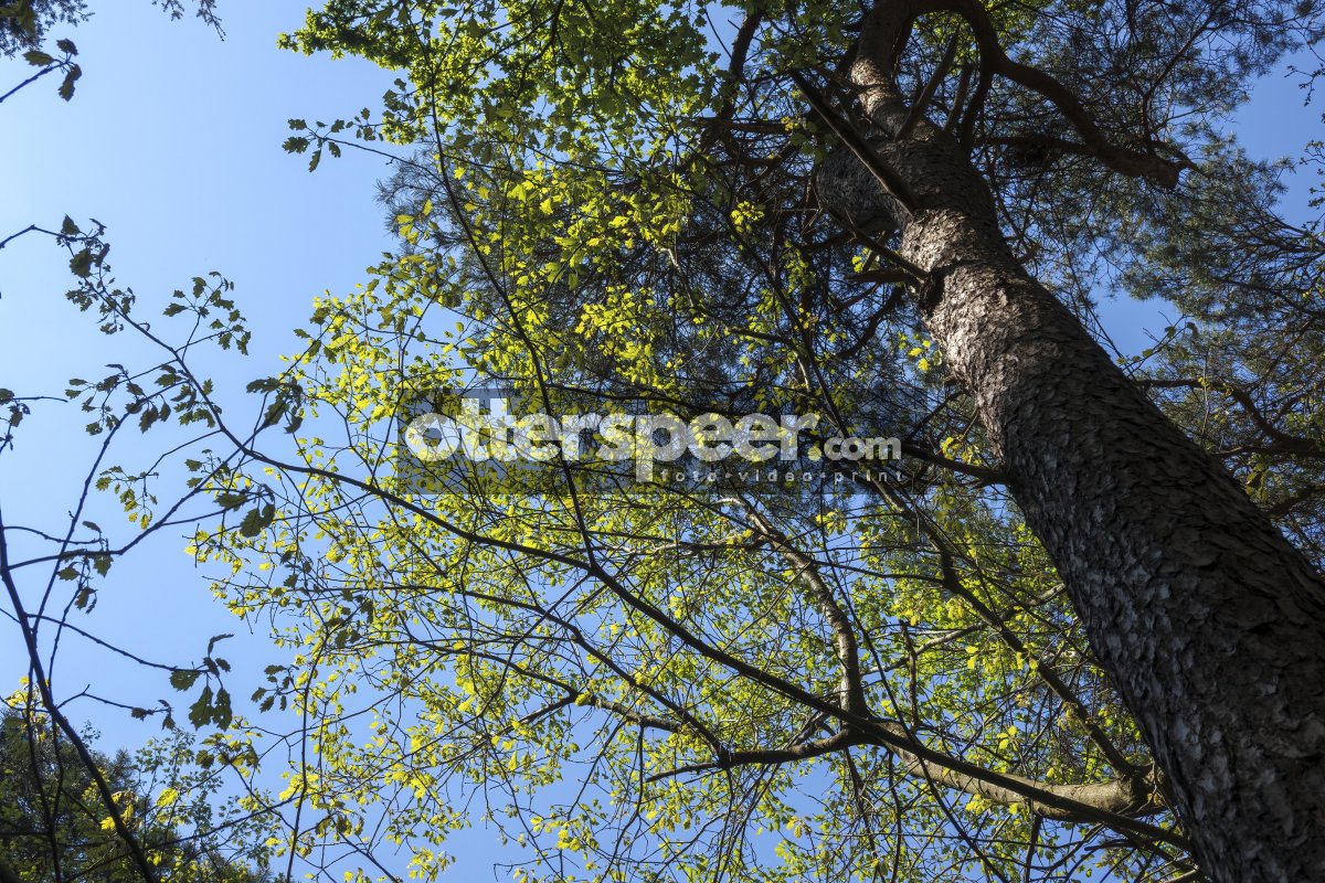 Lush green leaves contrast against a clear blue sky in a serene