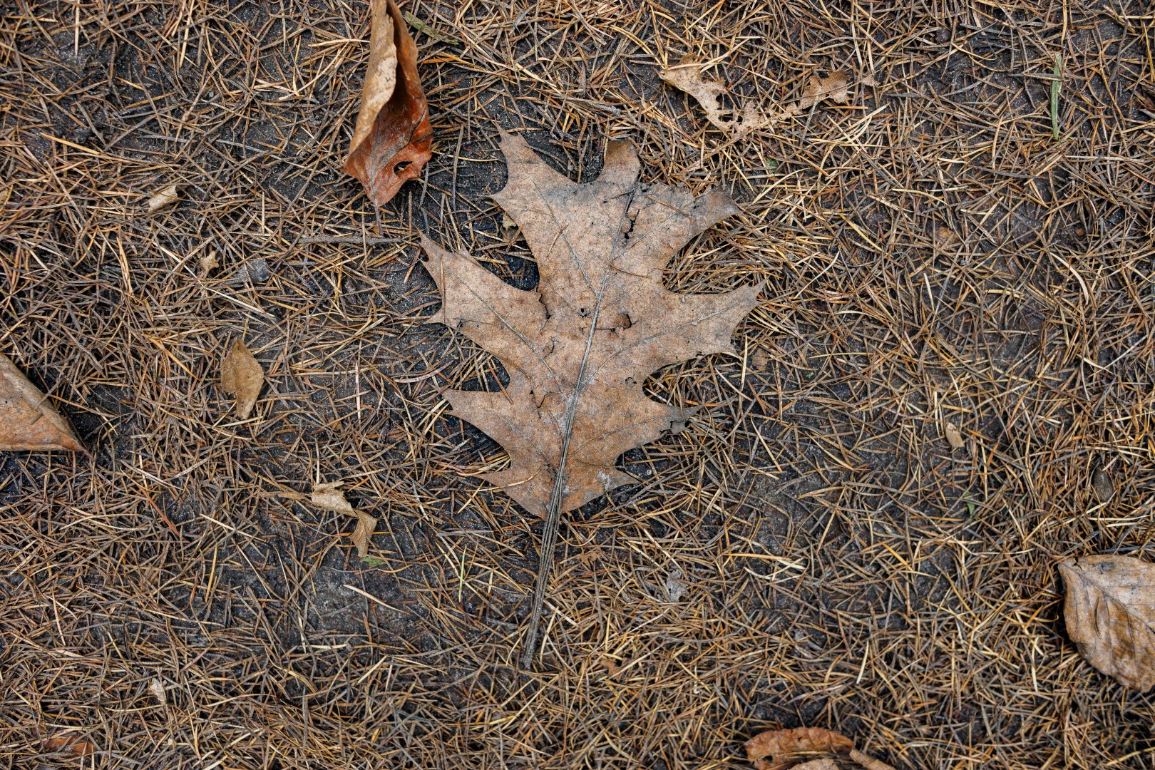 Gedroogd eikenblad op dennennaalden in Nieuwaal