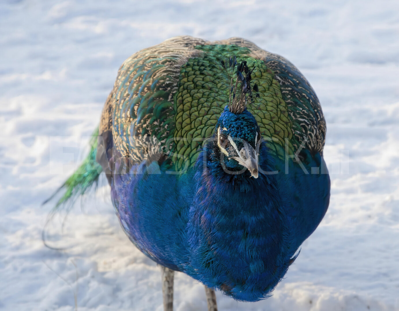 Kleurrijke pauw wandelt in de sneeuw op kinderboerderij