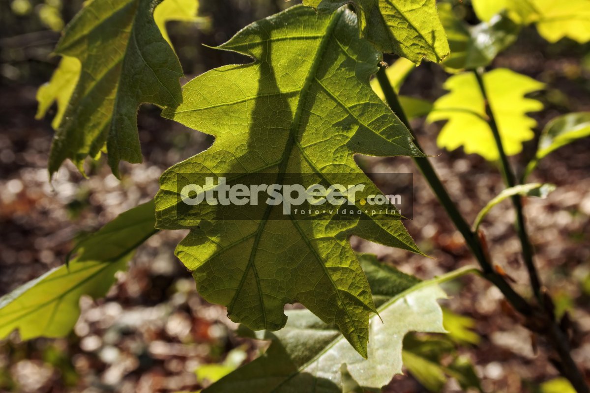 Bright green oak leaves illuminated by sunlight in a forest duri
