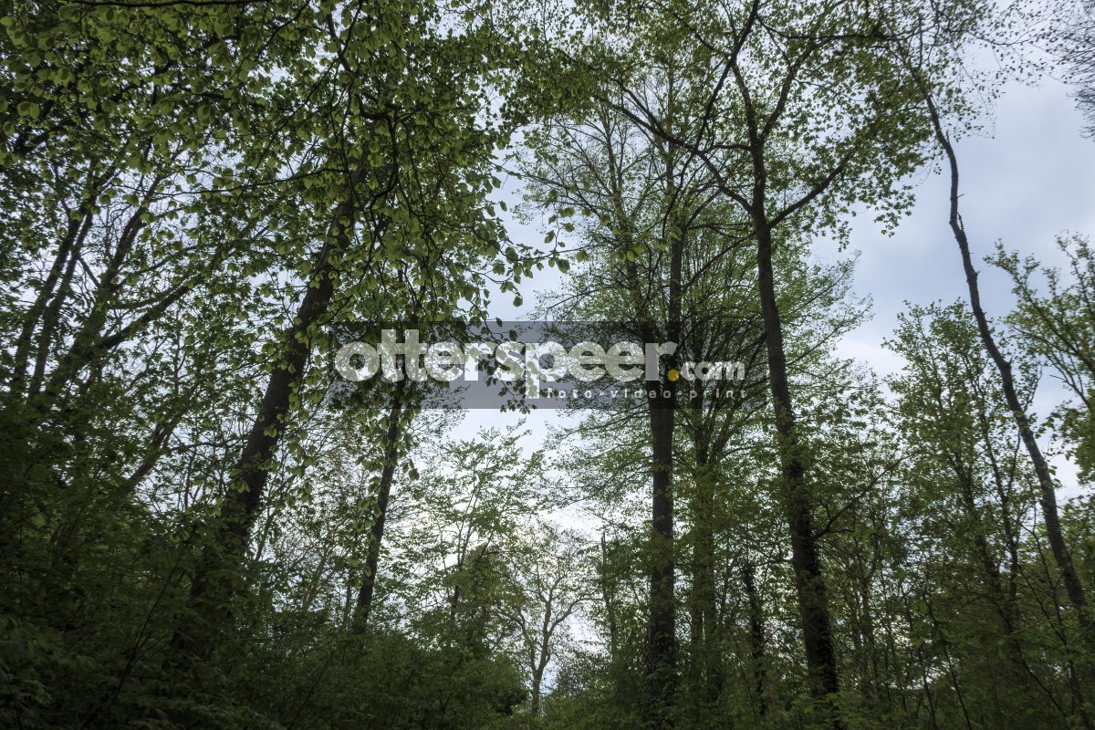 Lush green forest canopy in spring under a cloudy sky providing