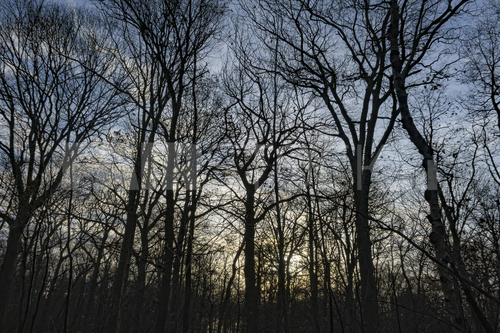 Overgang herfst naar winter in het schemerlicht