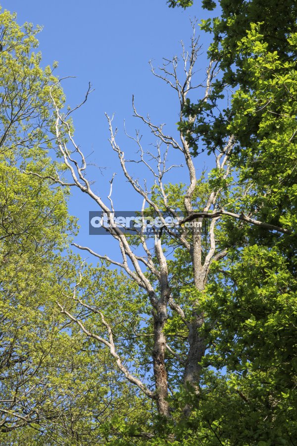 Lush green trees surround a tall, bare tree under a clear blue s