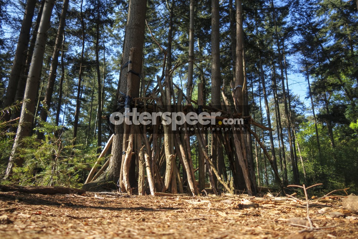 Children build a wooden fort in a dense forest on a sunny aftern