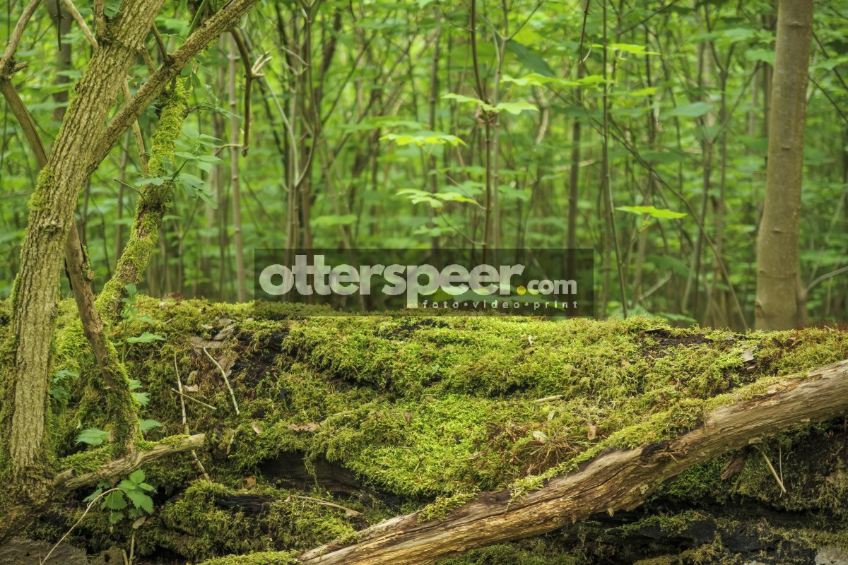 Lush green forest with soft moss covering fallen log in serene w