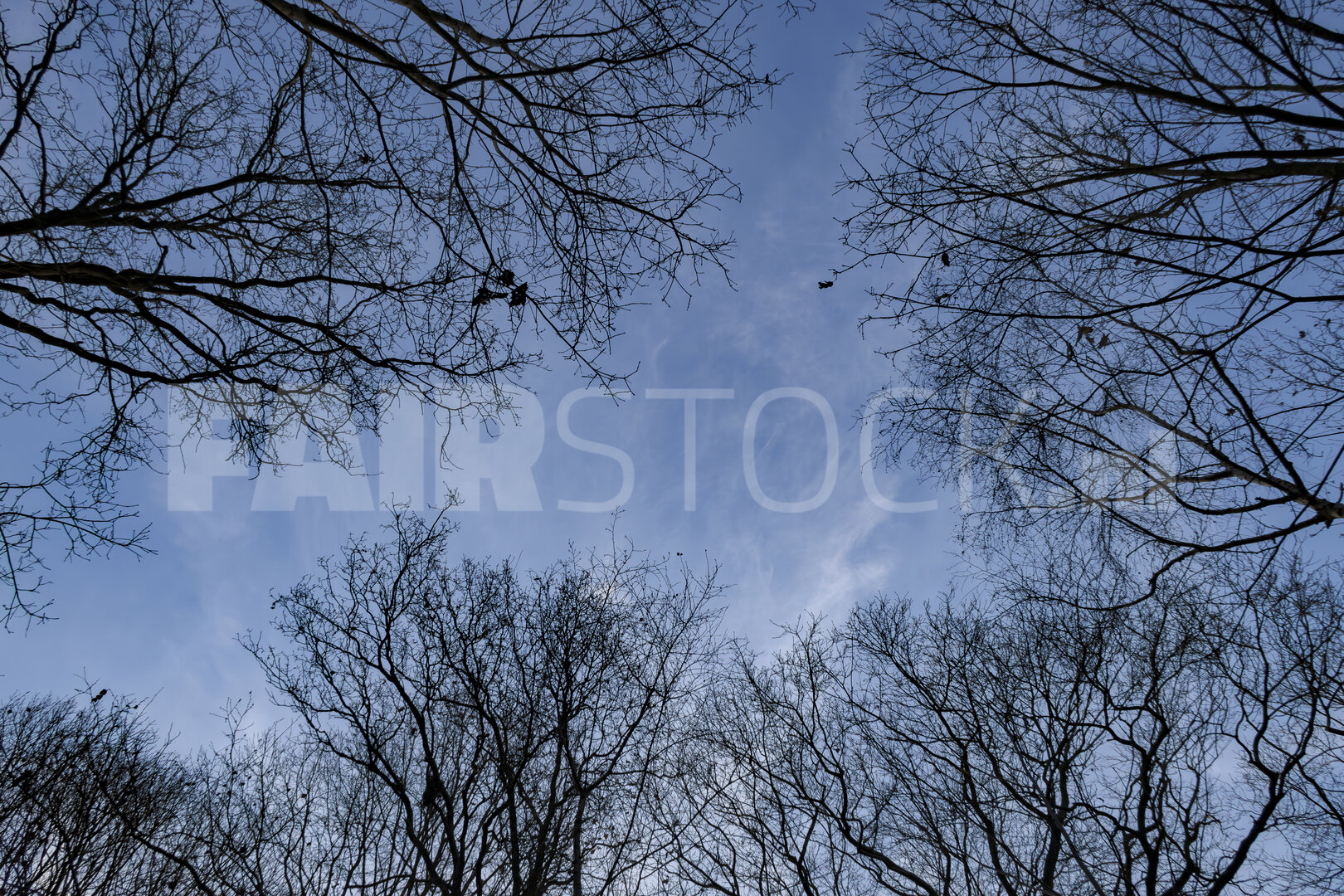 Overgang naar winter: kale bomen tegen blauwe lucht