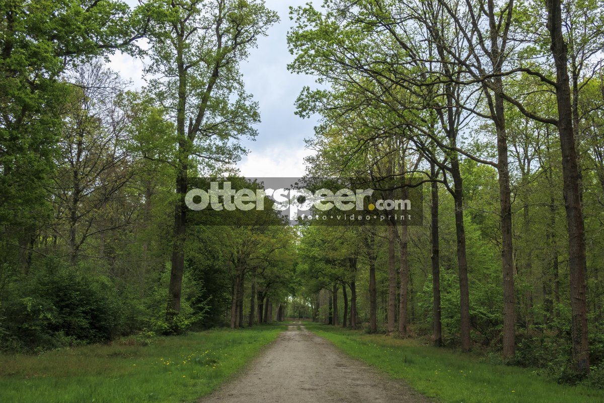 Picturesque tree-lined path through a lush green forest under a