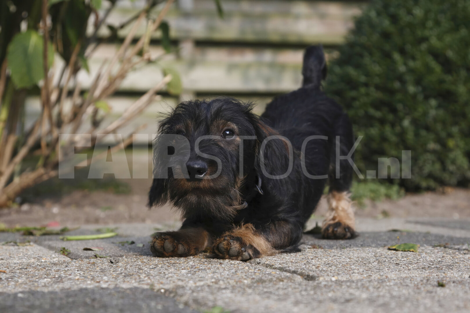 Vrolijke Teckelpuppy Speelt in Stadstuin