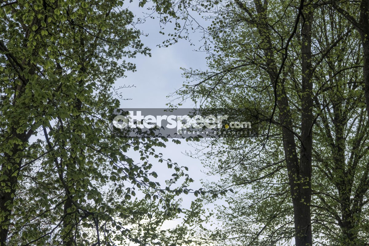 Vibrant green foliage frames a serene sky in a tranquil woodland