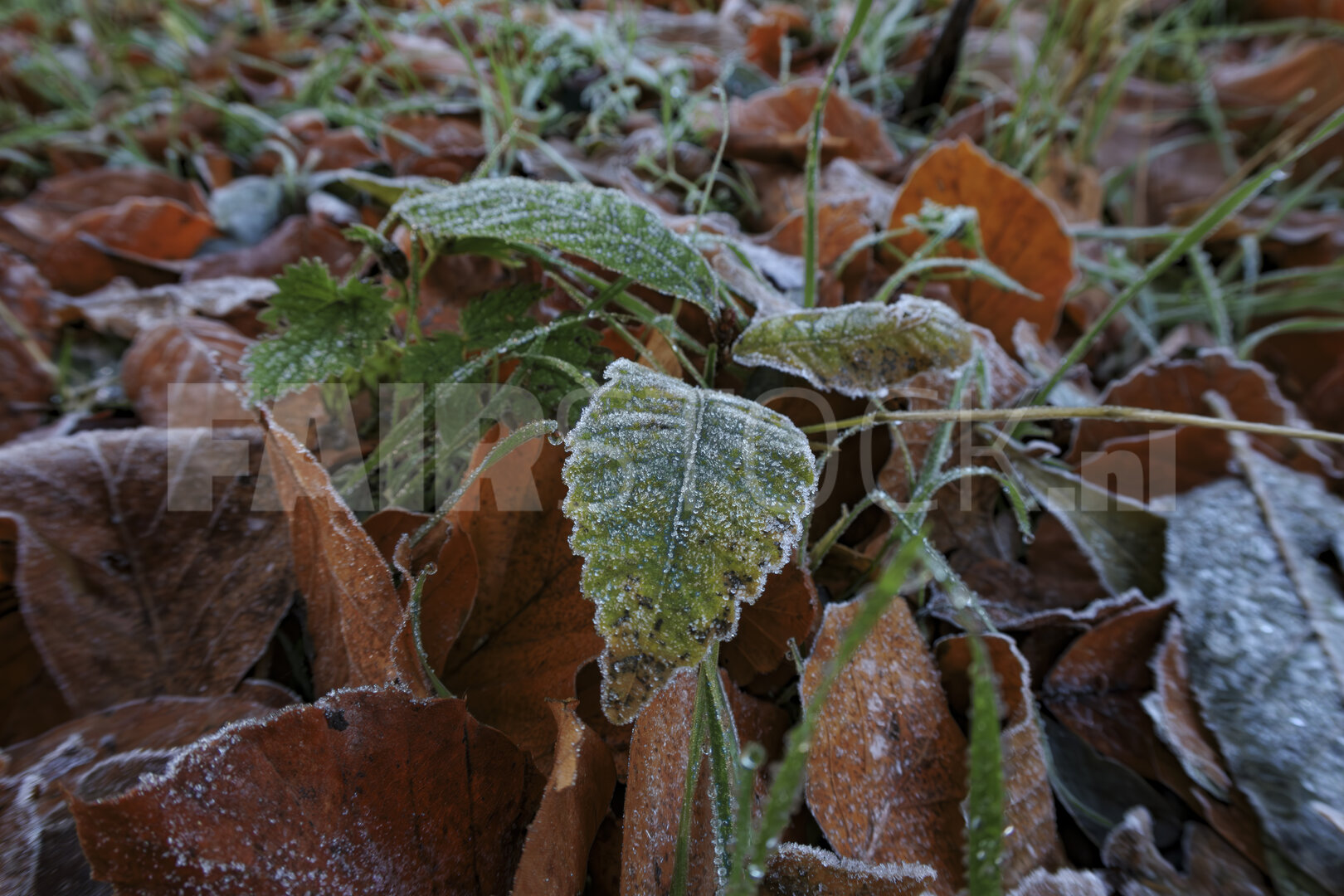 Rijp en bladeren: de overgang naar winter