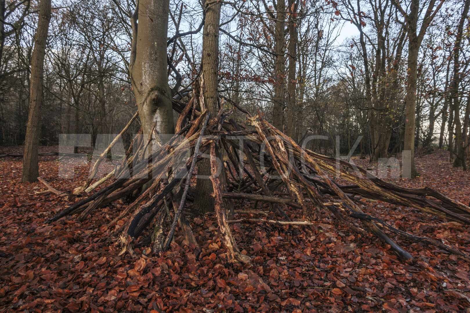 Herfst naar winter in het bos