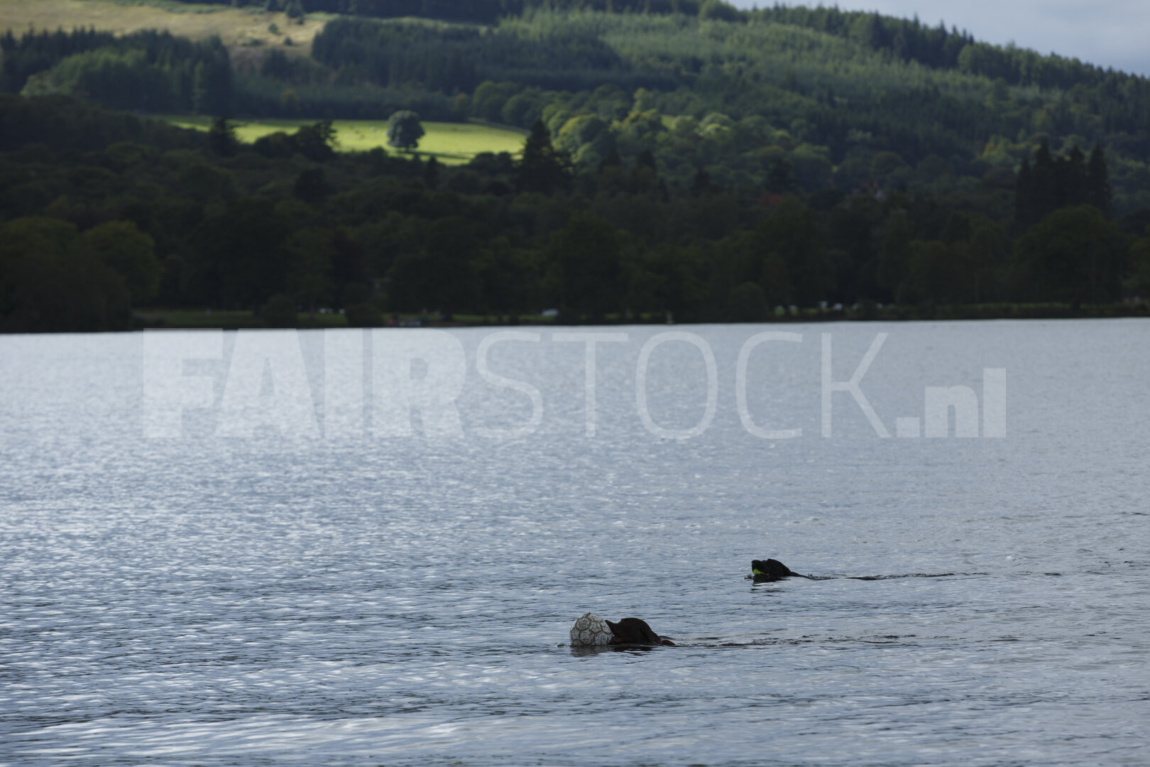 Honden zwemmen in meer met groene heuvels