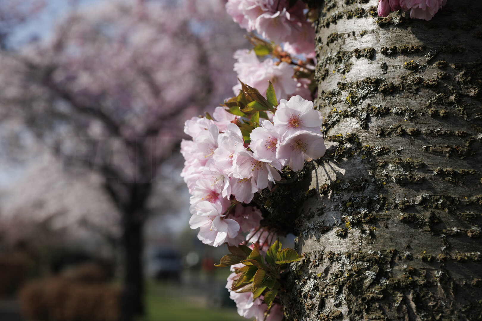 Bloeiende kersenbloesem in Zevenbergen