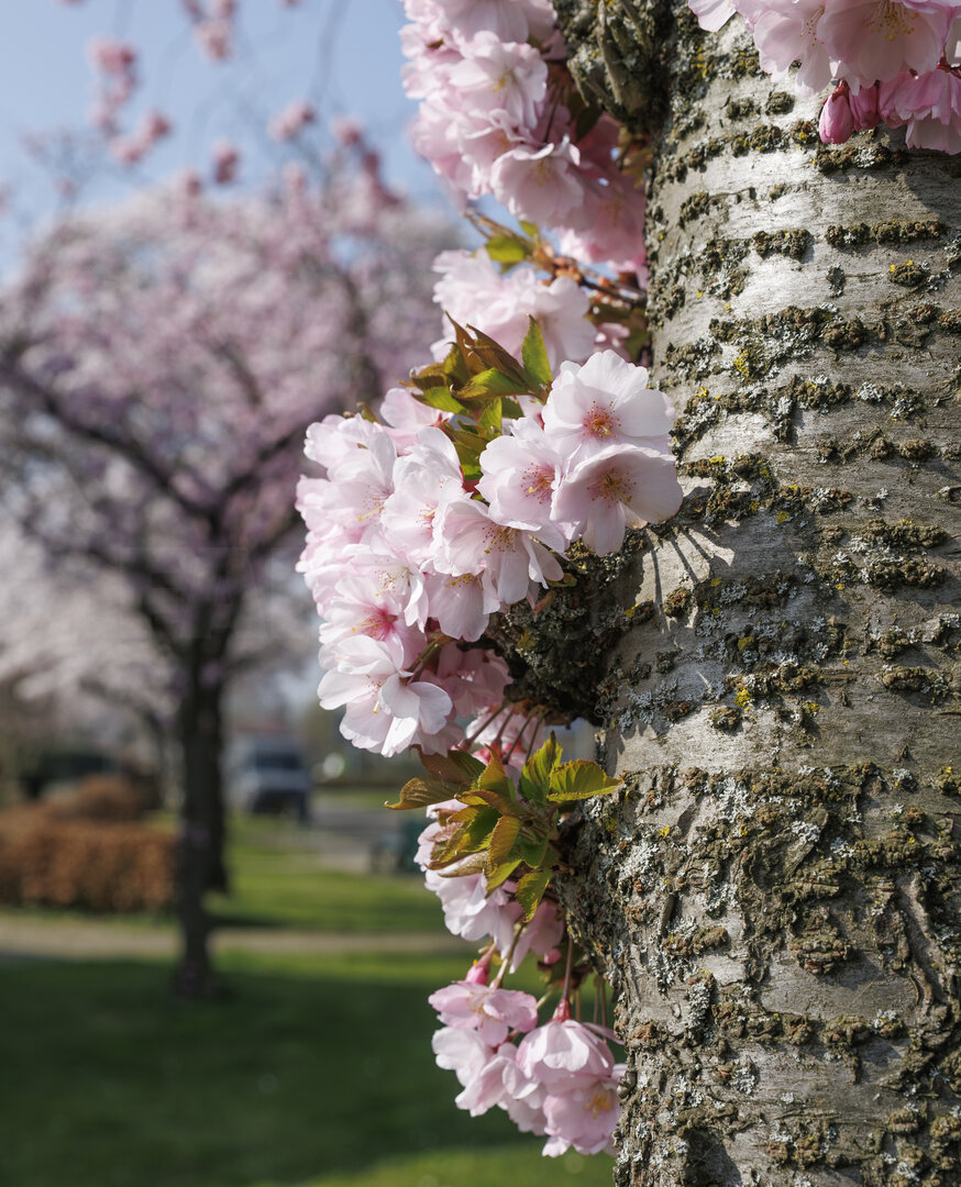 Kersenbloesem op boomstam in Zevenbergen