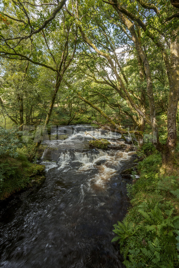 Beek in het groene bos