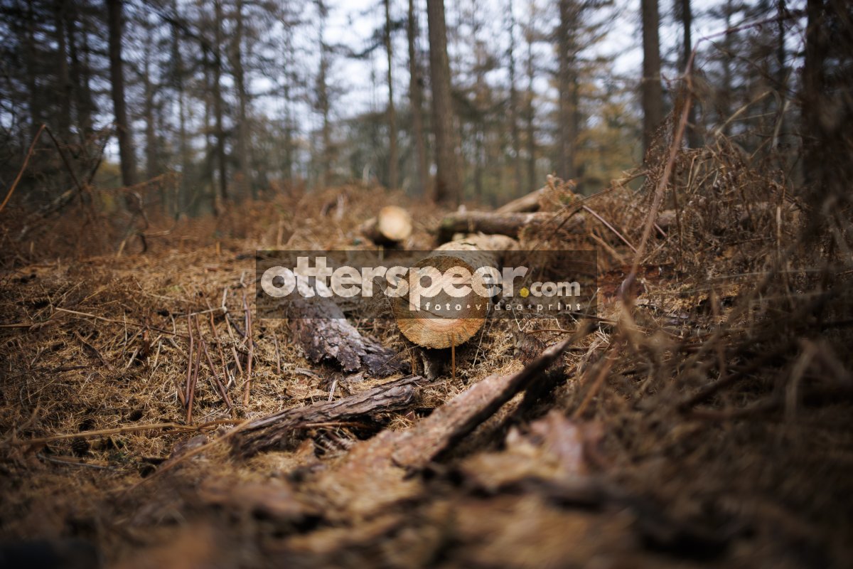 Gevallen bomen en bosafval op de grond in een rustig bos