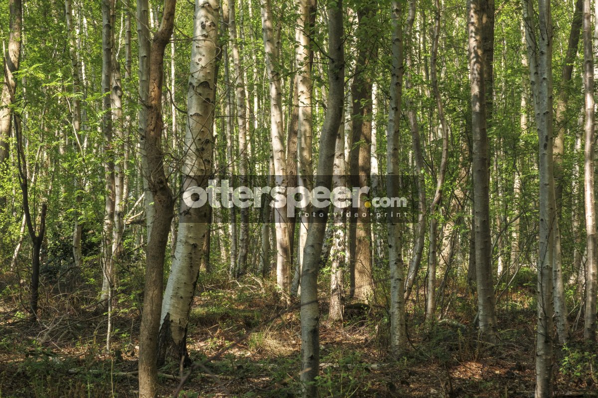 Forest landscape showcasing tall trees and vibrant green foliage