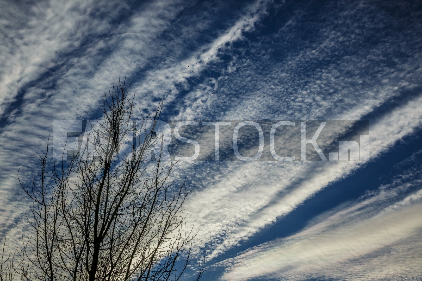 Wolkpatronen en wintertakken onder blauw