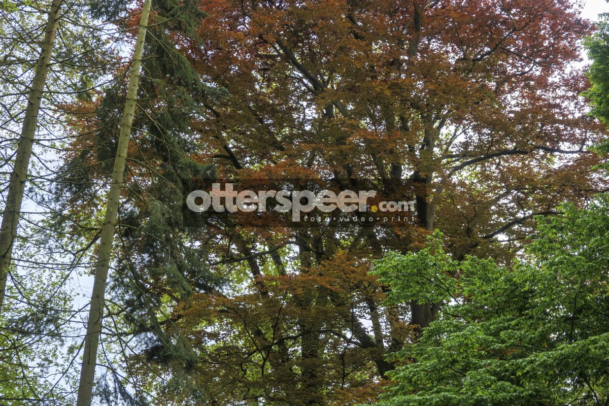 Autumn foliage creates a vivid contrast among towering trees in