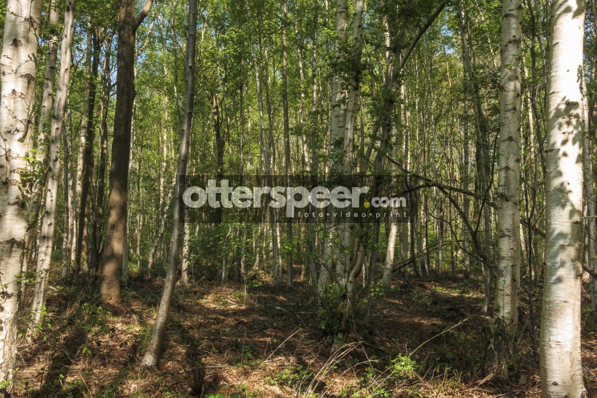 Lush green forest during daylight with tall trees and natural su