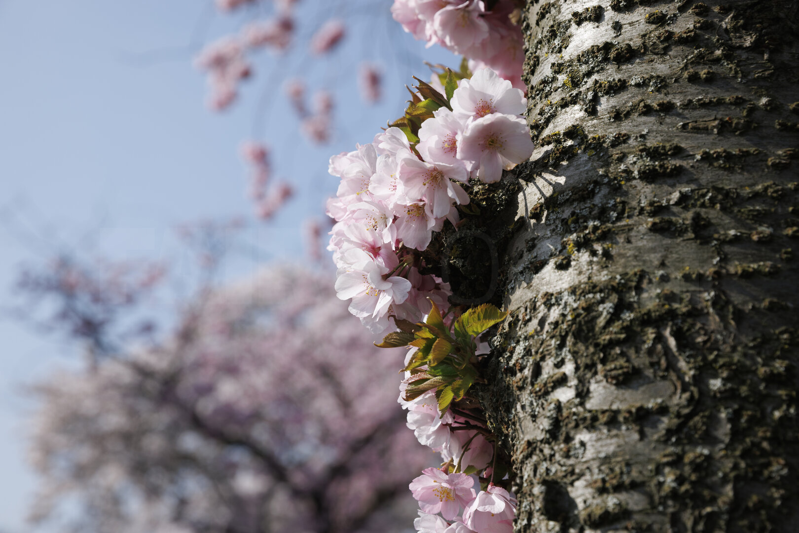 Kersenbloesem in bloei in Noord-Brabant