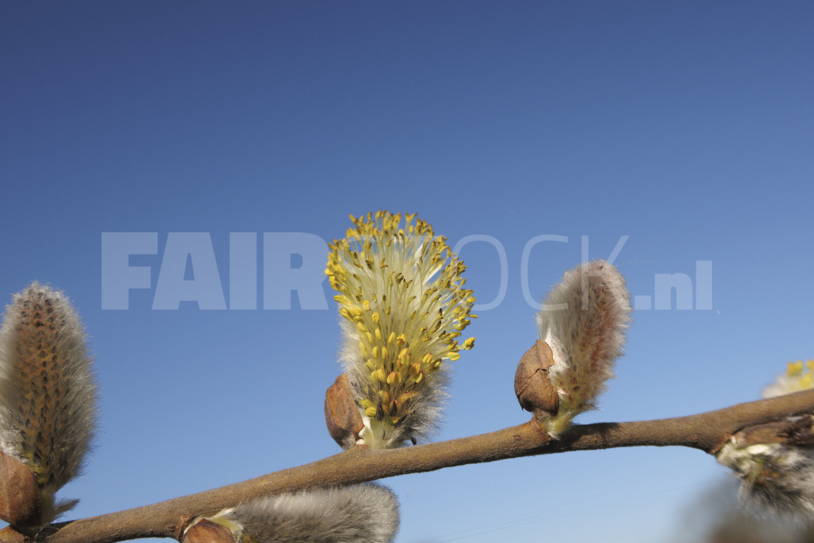 Spring wildflower bloom showcases delicate yellow catkins agains