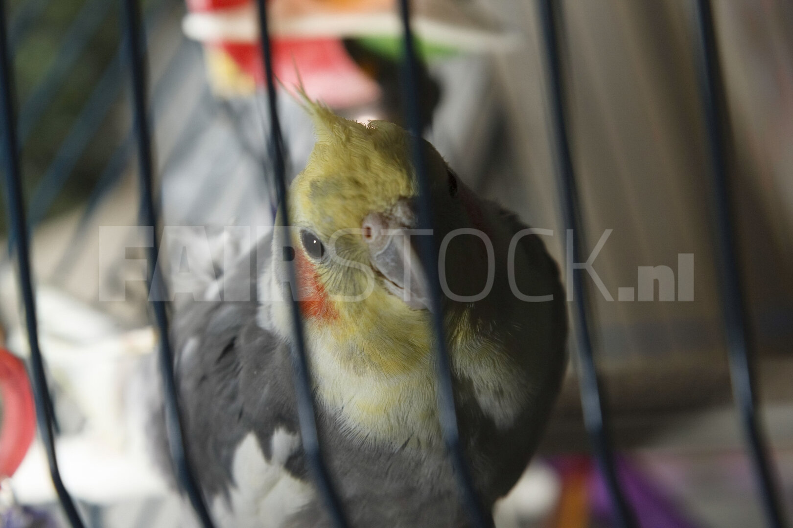 Nieuwsgierige valkparkiet in kooi