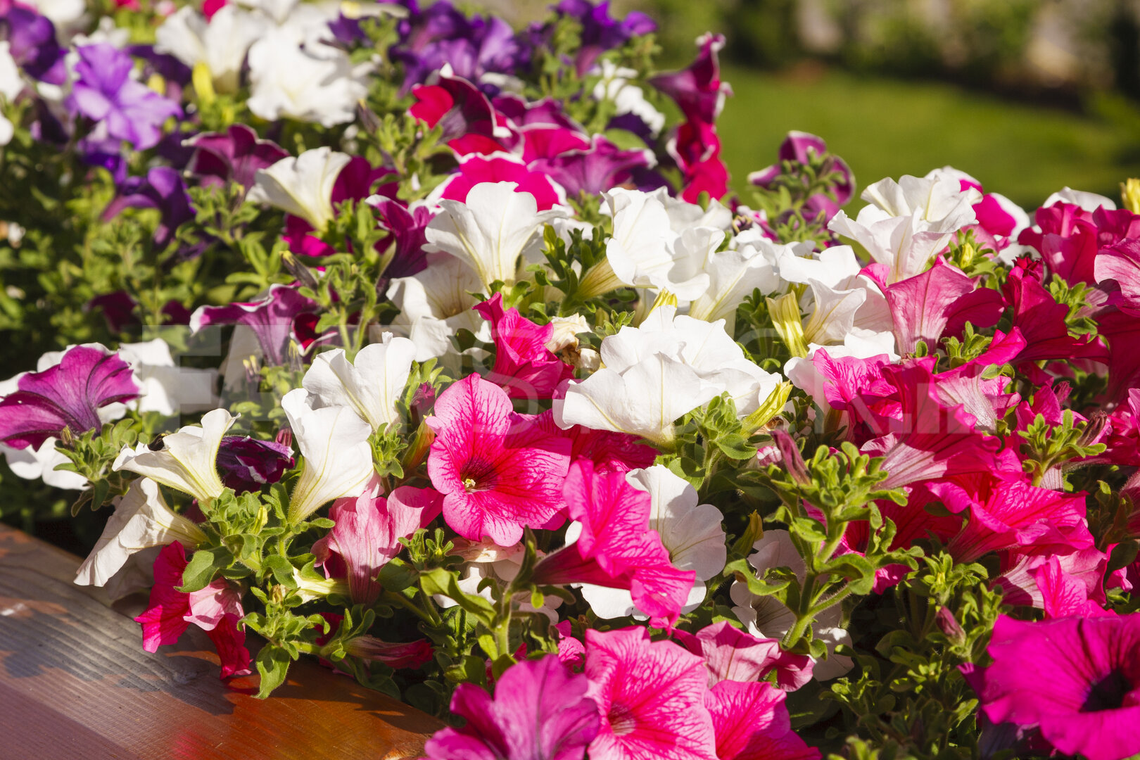 Levendige petunia's bloeien in Italiaanse tuin